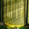 Selva Negra